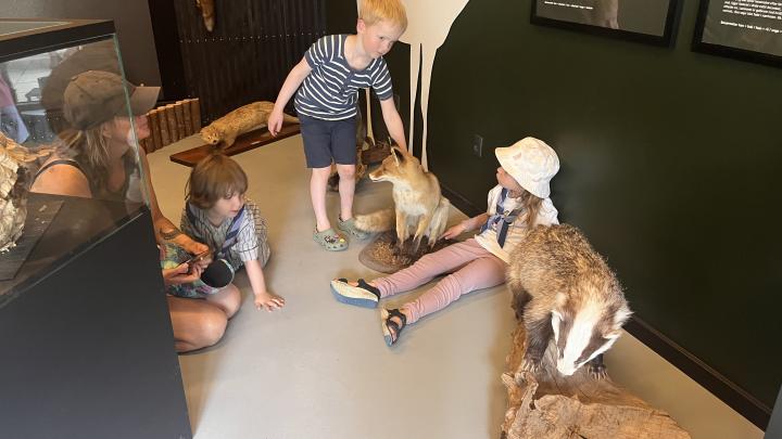 Familiespejderne ser på Udstoppede dyr 